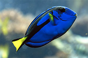Paletten Doktorfisch (Paracanthurus hepatus)