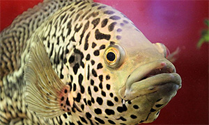 Bildquelle öffnen (Urheber:Dan Kollmann - Lizenz:CC BY-SA 4.0) Jaguar-Buntbarsch (Parachromis managuensis)