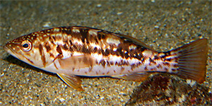 Kelp bass (Paralabrax clathratus)