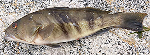 Barred sand bass (Paralabrax nebulifer)