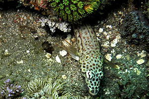 Ohrfleck-Sandbarsch (Parapercis clathrata)