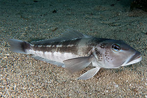 Blue cod (Parapercis colias)