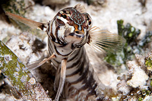 Spitzkopf-Sandbarsch (Parapercis cylindrica)
