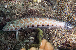 Vielpunkt-Sandbarsch (Parapercis millepunctata)