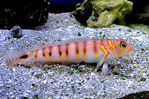 Parapercis multifasciata