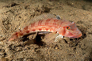 Parapercis nebulosa
