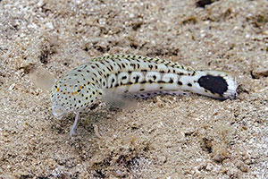 Parapercis pacifica