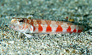 Parapercis pulchella