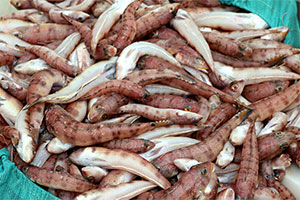 Parapercis sexfasciata