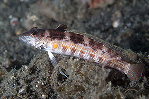 Snyders Sandbarsch (Parapercis snyderi)