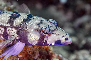 Augenstreifen-Sandbarsch (Parapercis tetracantha)