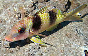 Doublebar goatfish (Parupeneus crassilabris)