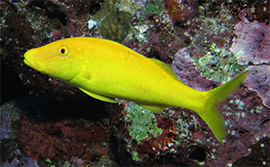 Yellowsaddle Goatfish (Parupeneus cyclostomus)