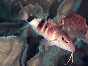 Vielstreifen-Barbe (Parupeneus multifasciatus)