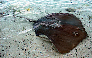 Jenkins whipray (Pateobatis jenkinsii)