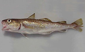 Pazifischer Kabeljau (Gadus macrocephalus)