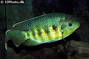 Marienbuntbarsch (Pelmatolapia mariae)