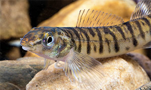 Percina caprodes