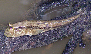 Giant mudskipper (Periophthalmodon schlosseri)