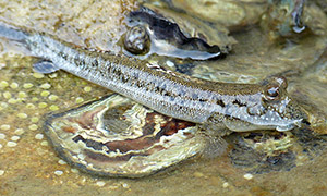Silver-lined Mudskipper (Periophthalmus argentilineatus)