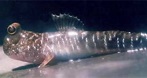 Graceful mudskipper (Periophthalmus gracilis)