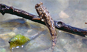 Common Mudskipper  (Periophthalmus kalolo)