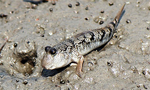 Shuttles hoppfish  (Periophthalmus modestus)