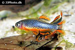 Perlhuhnbärbling (Danio margaritatus)