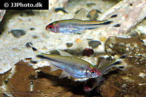 Georgies Rotkopfsalmler (Petitella georgiae)