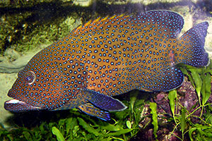Pfauen-Zackenbarsch (Cephalopholis argus)