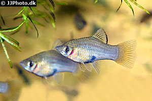 Guatemala Kärpfling (Phallichthys amates)