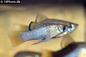 Guatemalakärpfling (Phallichtys amates)