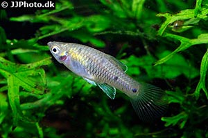 Vierpunktkärpfling (Phallichthys quadripunctatus)