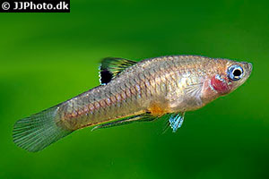 Costa-Rica-Zwergkärpfling (Phallichthys tico)