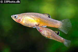 Costa Rica Zwergkärpfling (Phallichthys tico)