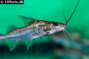 Pimelodus albicans