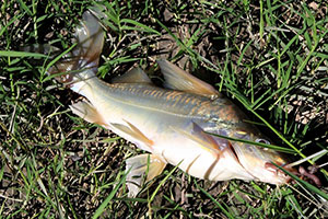 Pimelodus argenteus