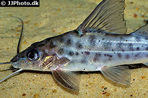 Pimelodus maculatus