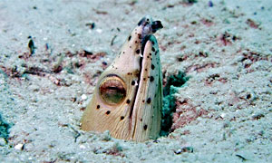 Longfin snake-eel (Pisodonophis cancrivorus)