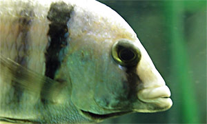 Likomamaulbrüter (Placidochromis electra)