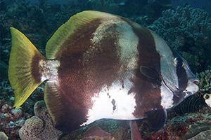 Batavia-Fledermausfisch (Platax batavianus)