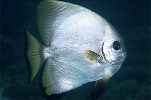 Boers Fledermausfisch (Platax boersi)