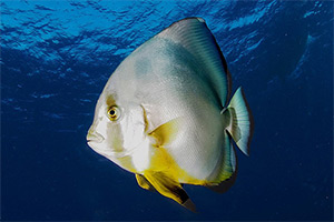Rundkopf-Fledermausfisch (Platax orbicularis)