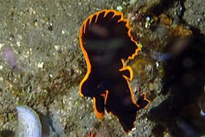 Spitzkopf-Fledermausfisch (Platax pinnatus)