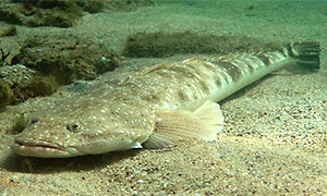 Dusky flathead (Platycephalus fuscus)