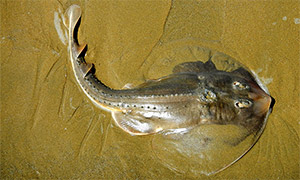Thornback guitarfish (Platyrhinoidis triseriata)