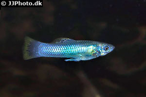 Atlantikkärpfling (Poecilia mexicana)