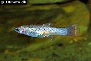 Atlantikkärpfling (Poecilia mexicana)