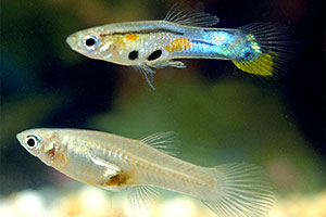 Guppy (Poecilia reticulata)