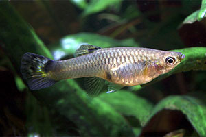 Guppy (Poecilia reticulata)